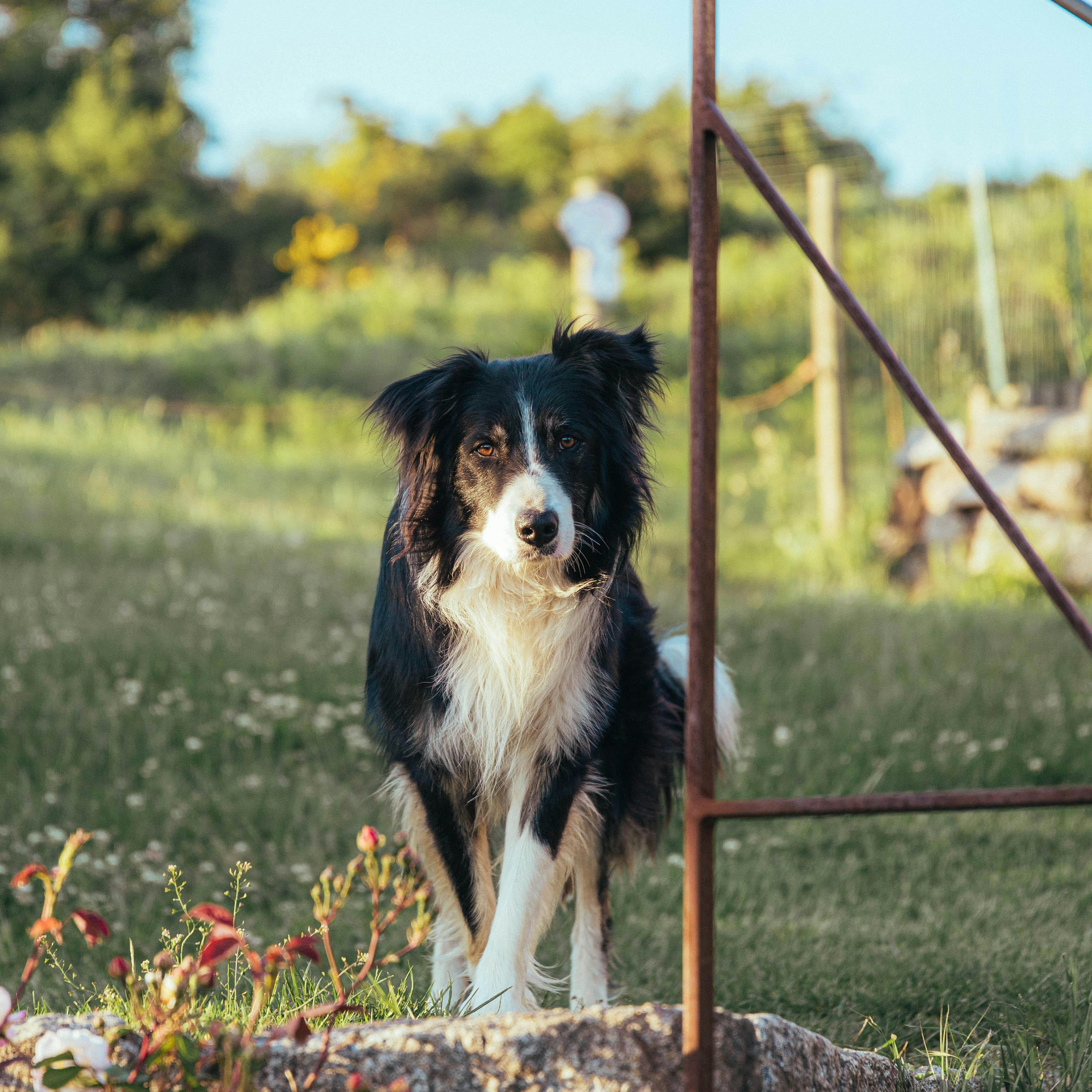 Är det dyrt att ha hund?