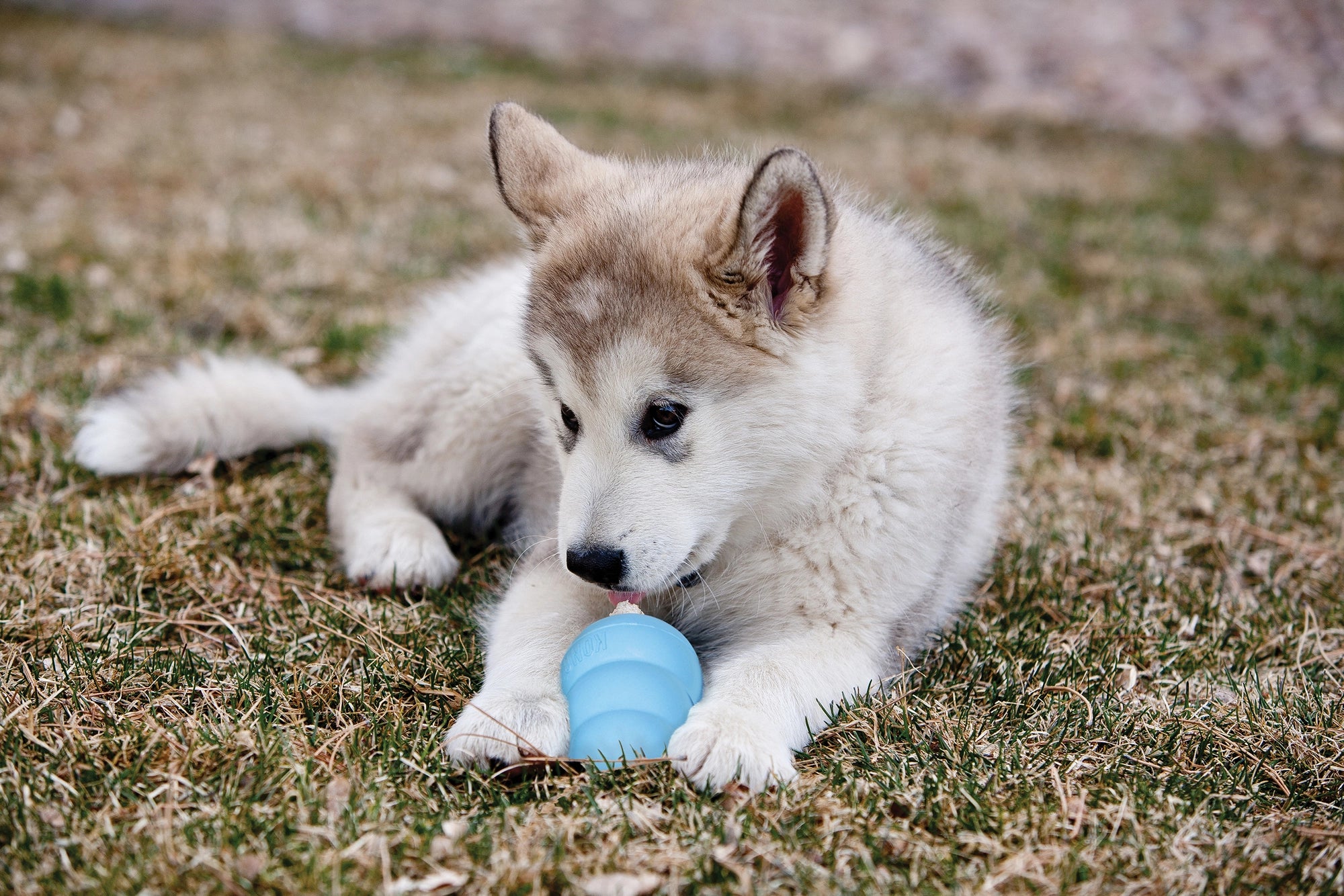 Kong Leksak Puppy Mix L