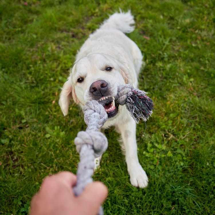 Vilken ålder är jobbigast med hund?