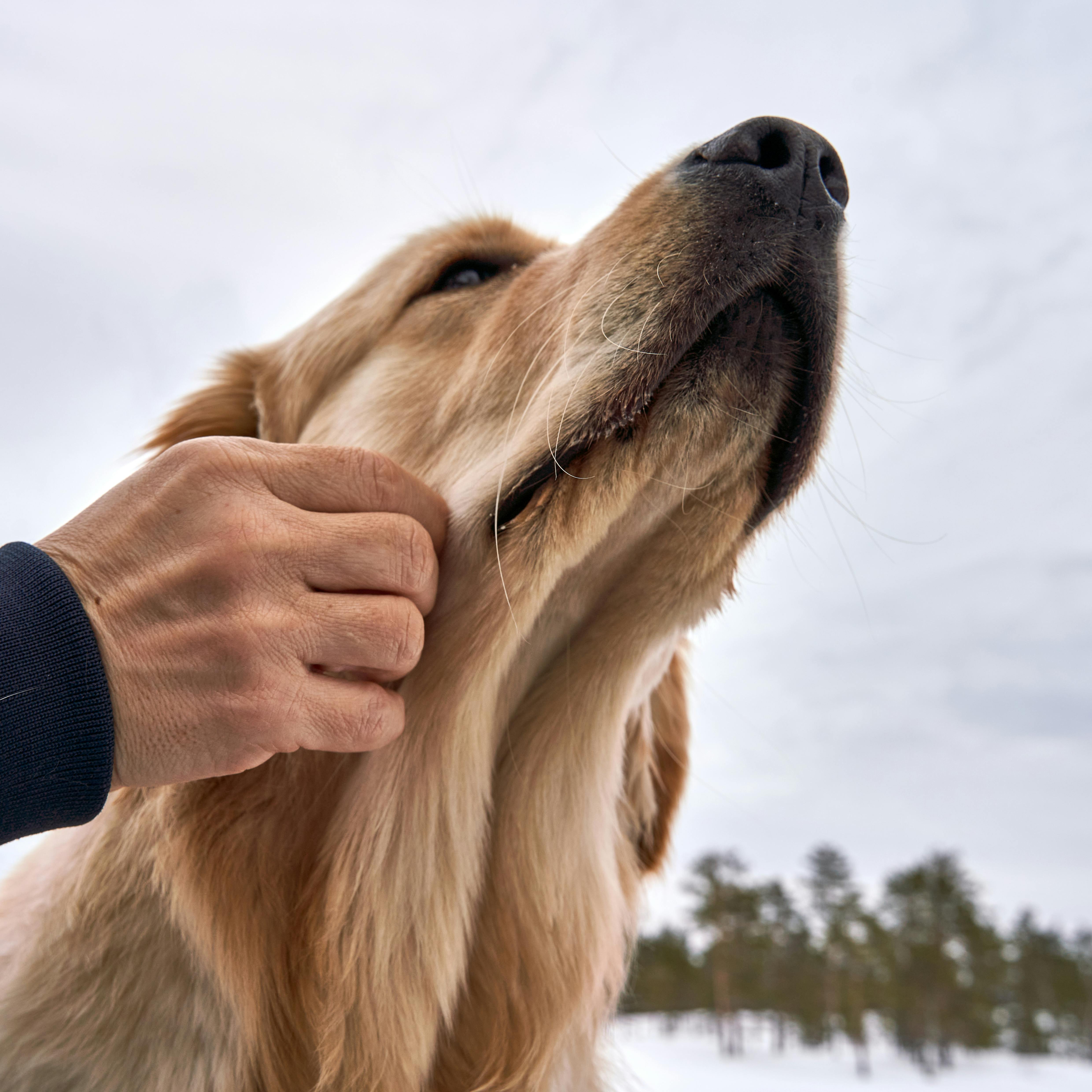 När är det för kallt för en hund?