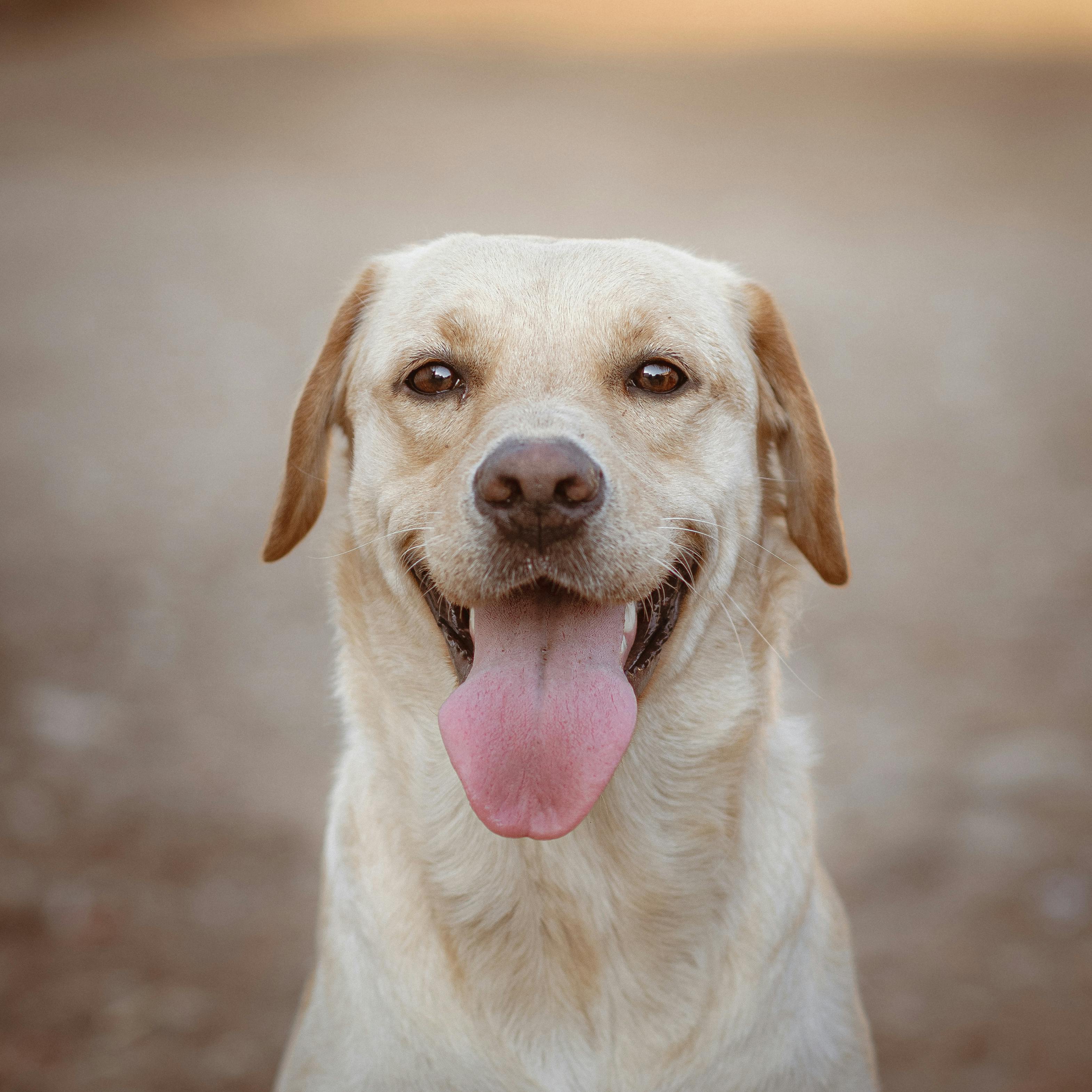 Hur ofta ska man byta vatten på en hund?