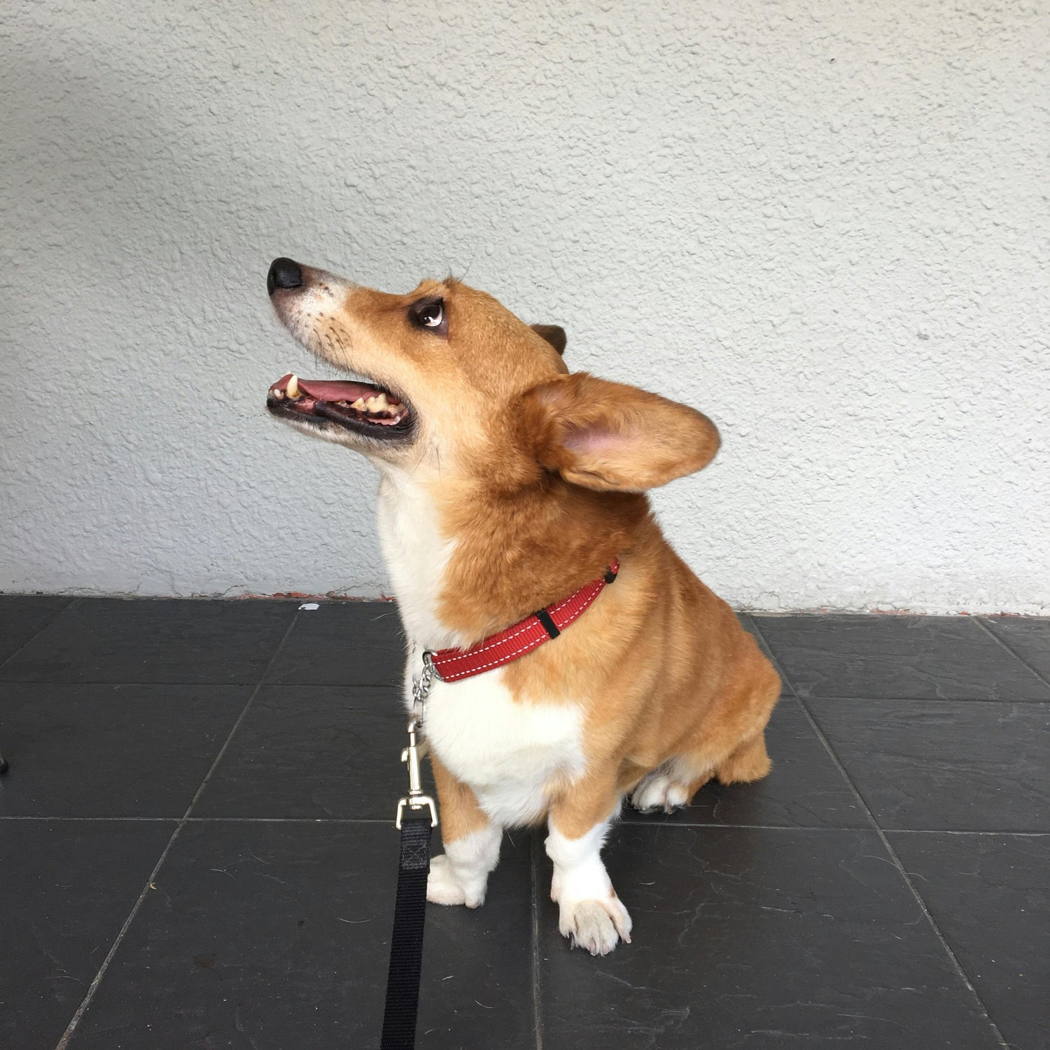 Vilken ålder är jobbigast med hund?