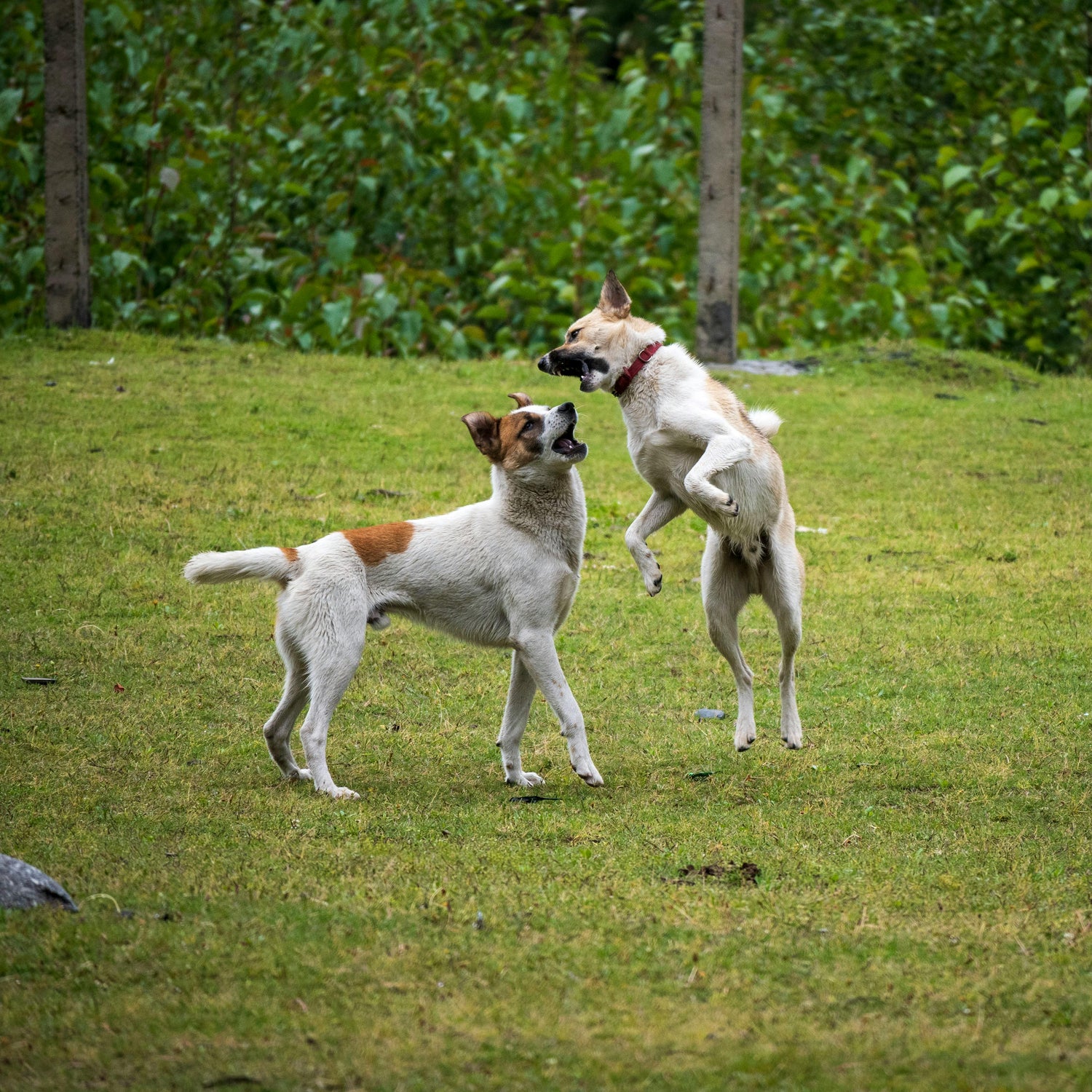 Hur ofta bör en hund gå ut?