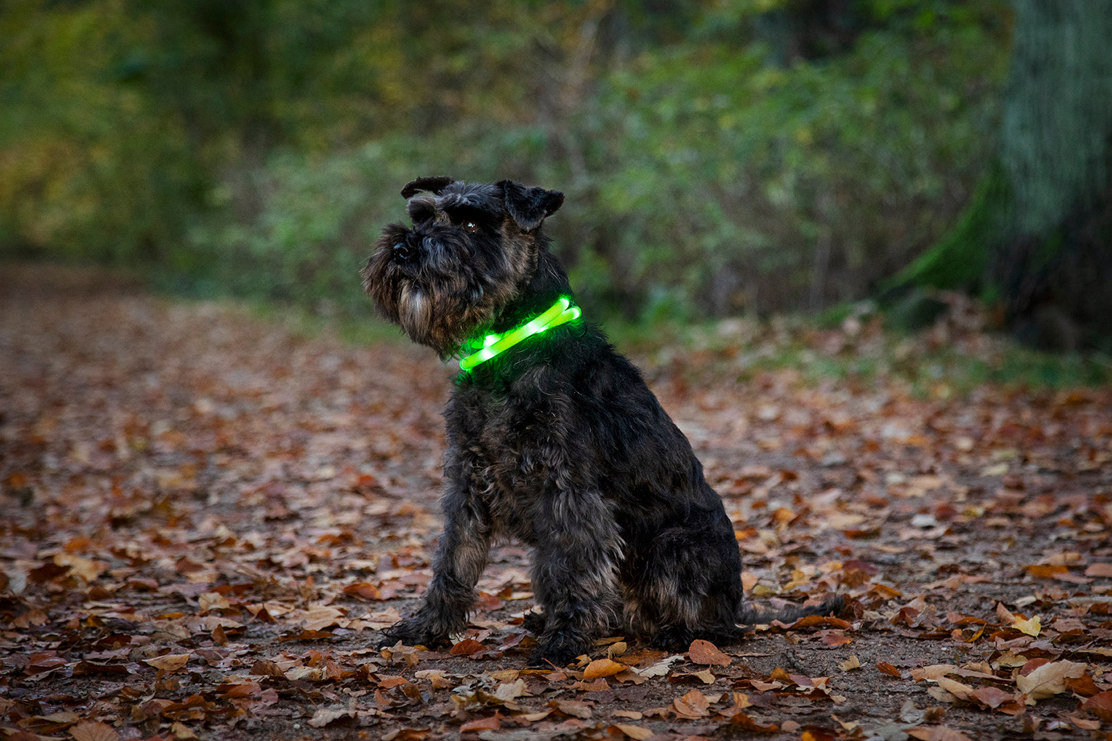 Blinkhalsband LED Grå
